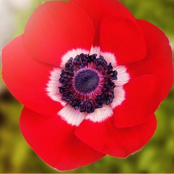 Meet your Posher, Poppy’s Pieces! - Picture 1 of 1